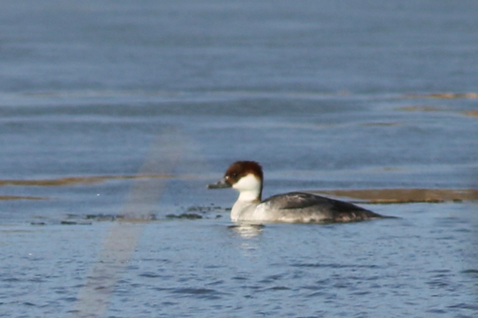 Smew