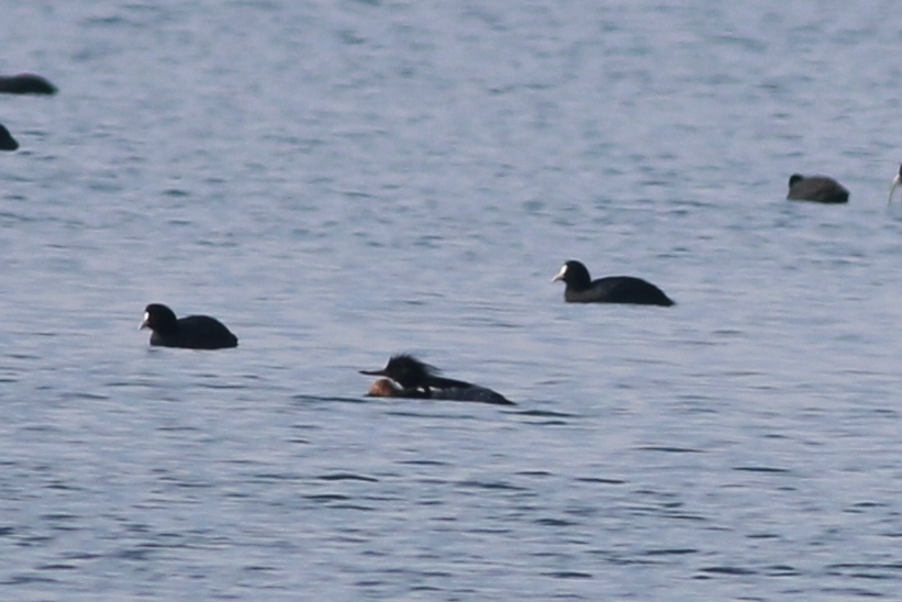 Red-breasted Merganser