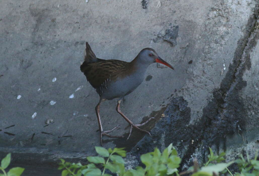 Water Rail