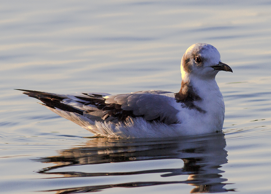 Black-legged Kittiwake