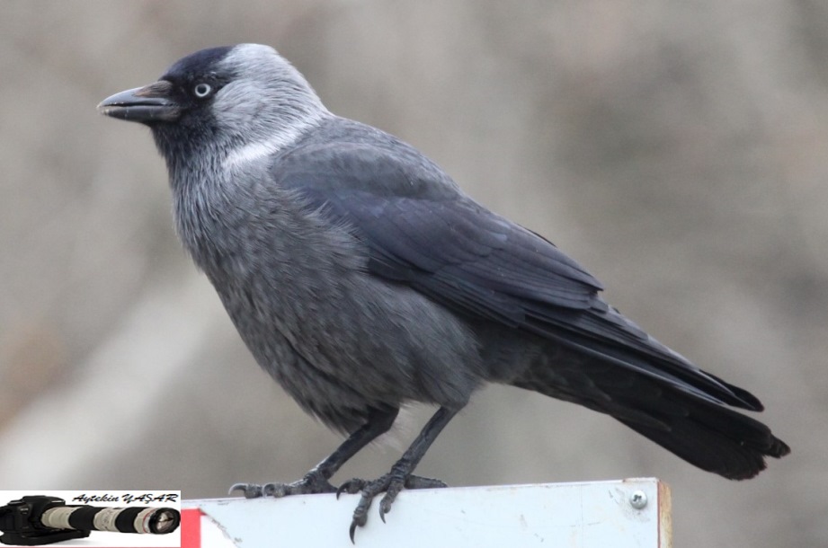 Western Jackdaw