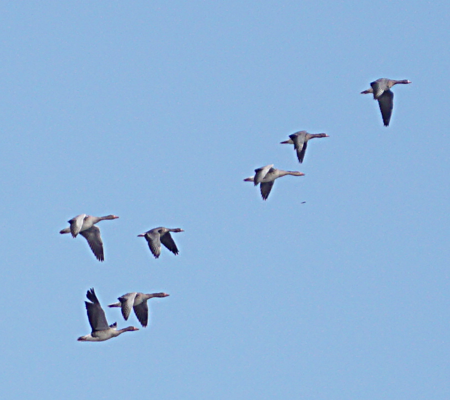 Greylag Goose