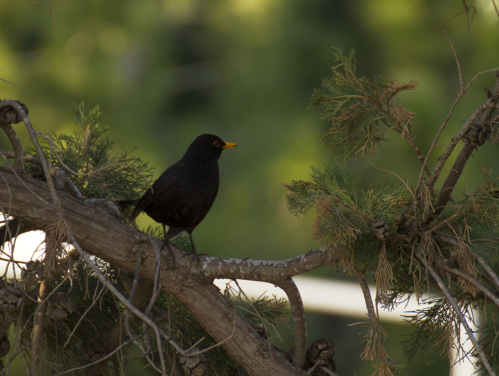 Common Blackbird