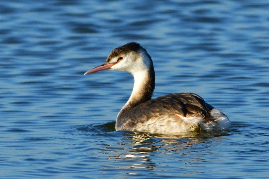 Great Crested Grebe