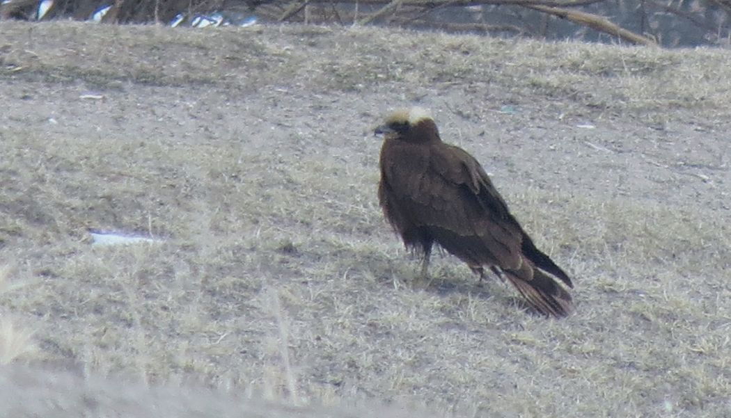 Western Marsh Harrier