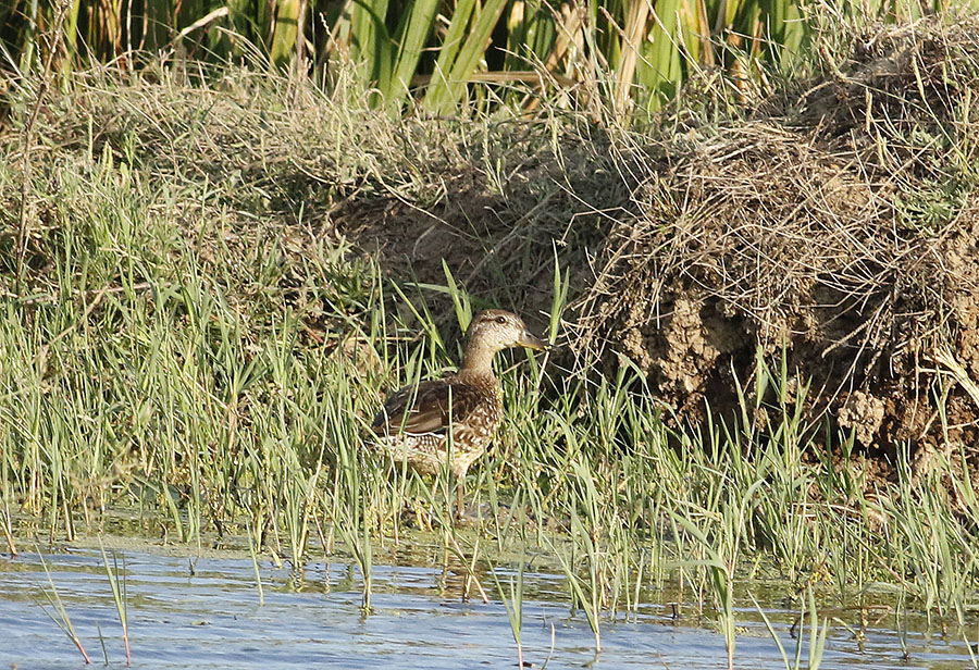 Garganey