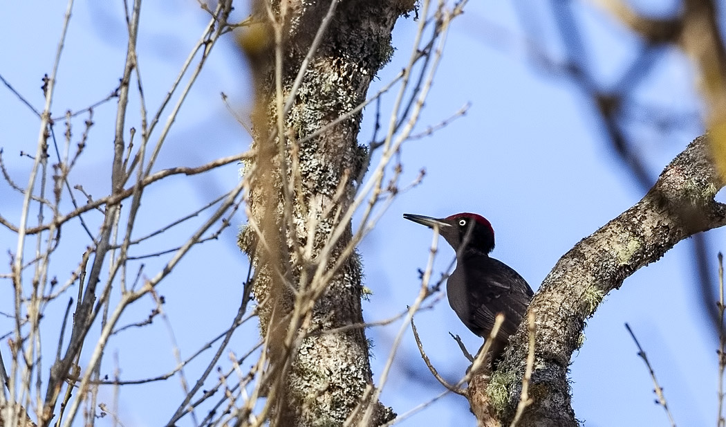 Black Woodpecker