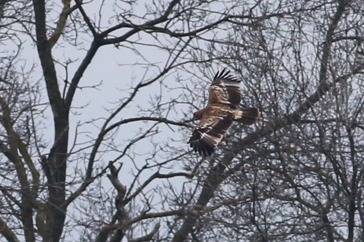Eastern Imperial Eagle