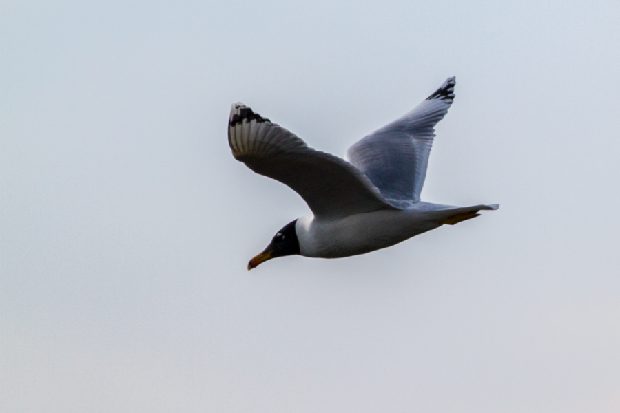 Pallas`s Gull
