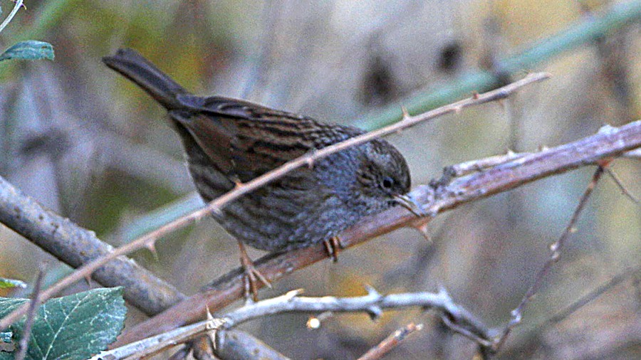 Dunnock