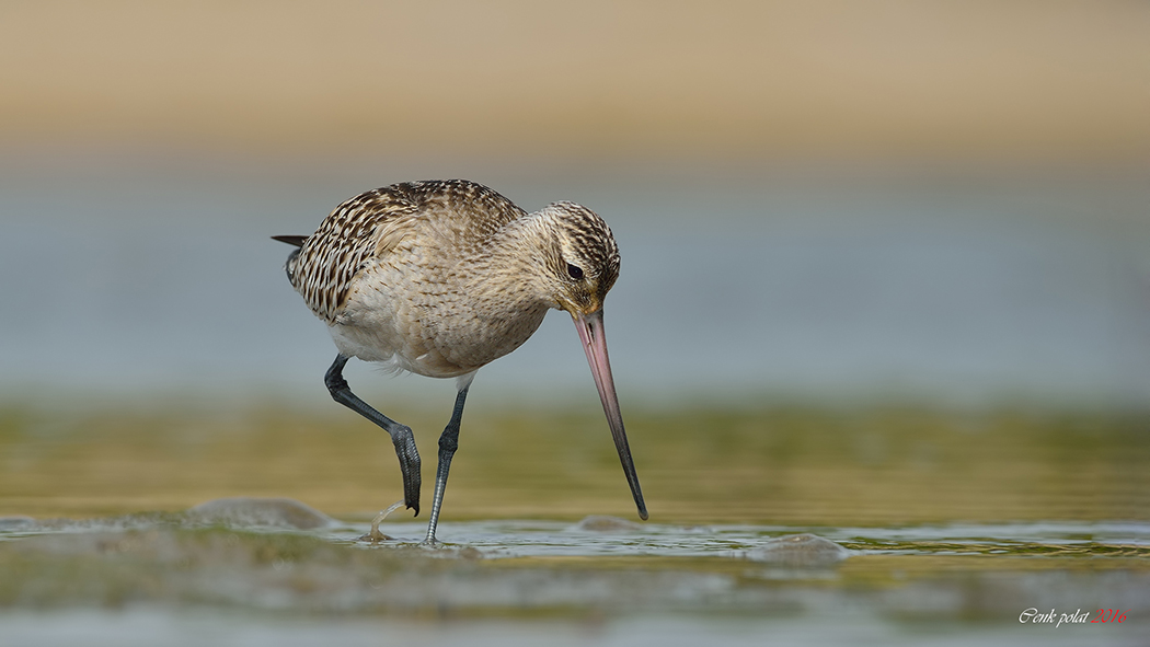 Bar-tailed Godwit
