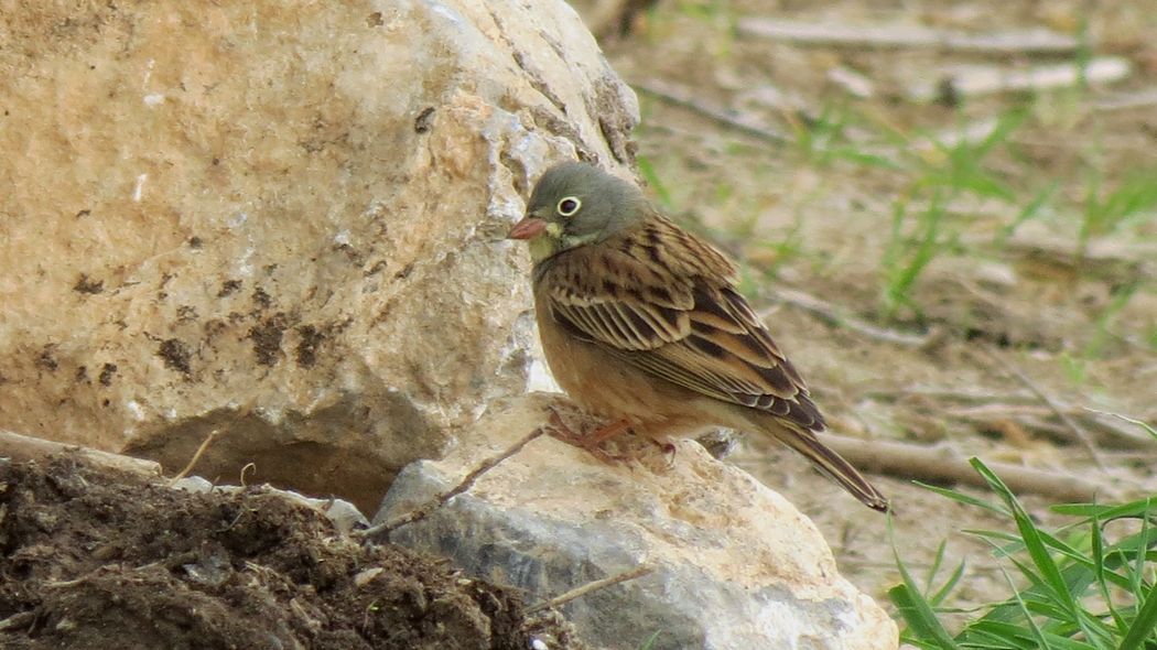 Ortolan Bunting