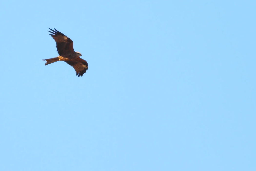 Red Kite
