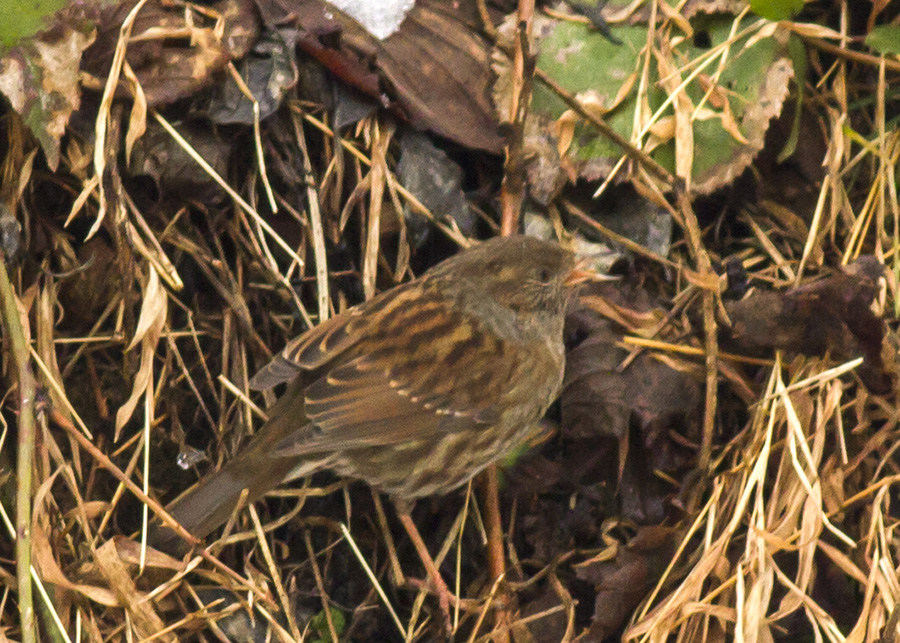 Dunnock