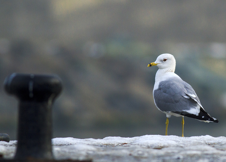 Common Gull