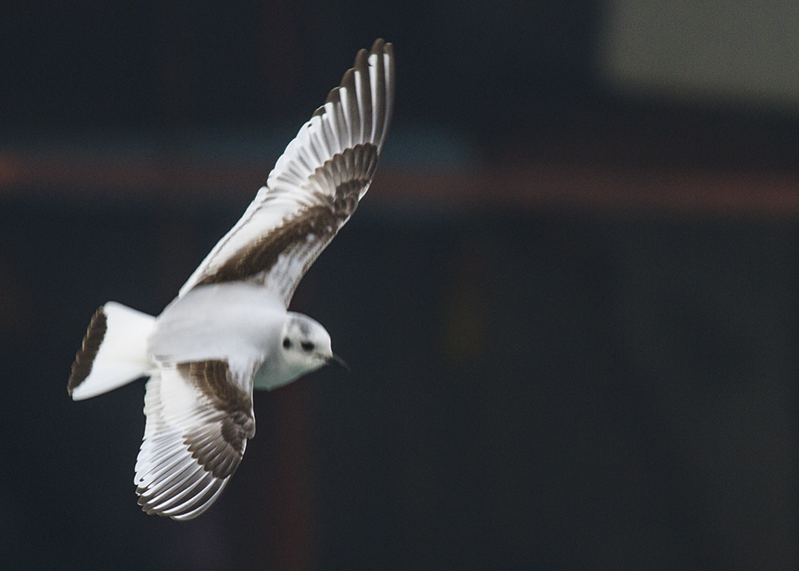 Little Gull