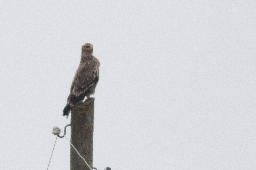 Eastern Imperial Eagle
