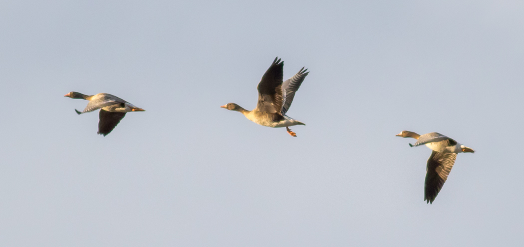 Greater White-fronted Goose