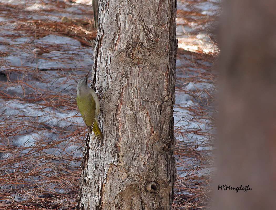 Grey-headed Woodpecker
