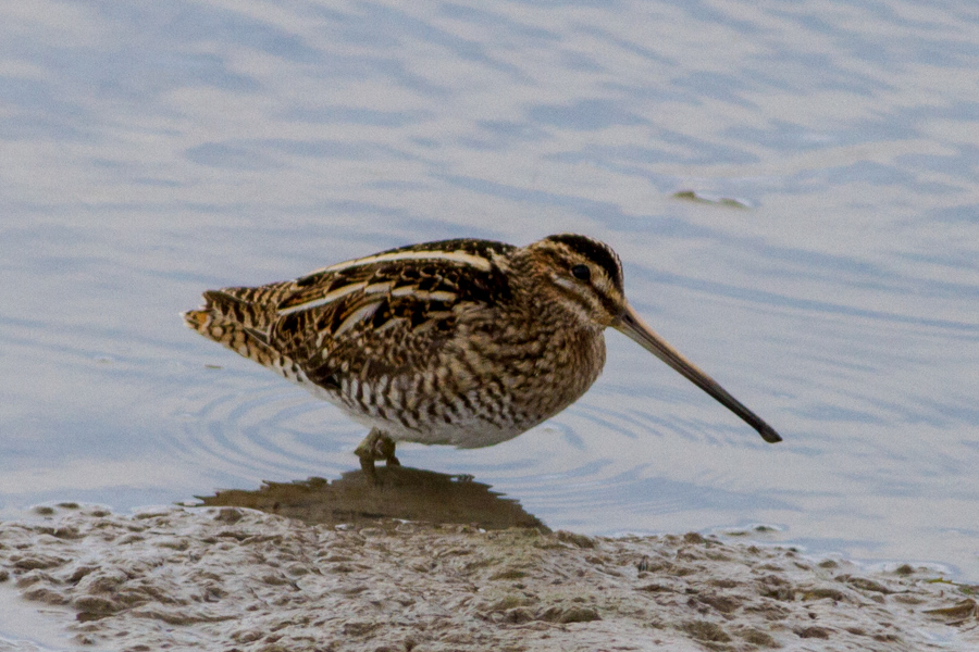 Common Snipe