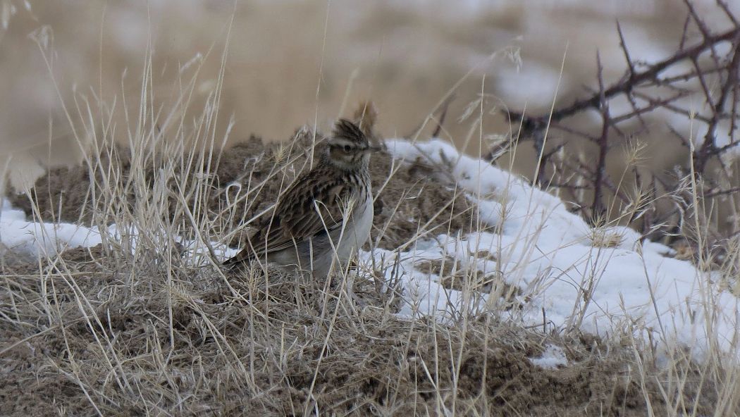 Woodlark