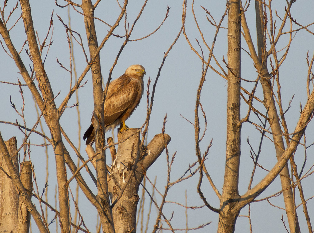 Long-legged Buzzard