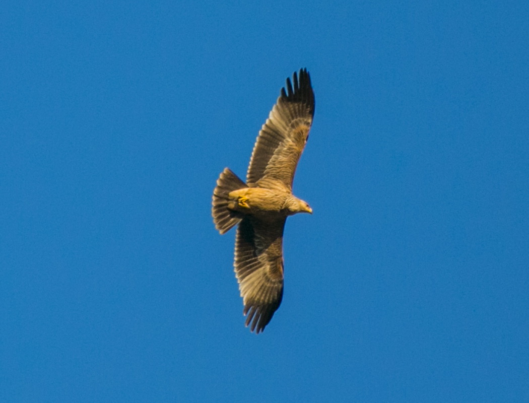 Eastern Imperial Eagle