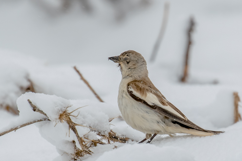 White-winged Snowfinch