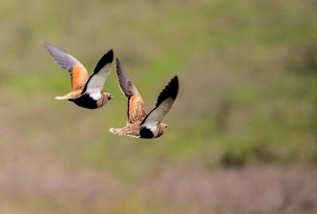 Black-bellied Sandgrouse