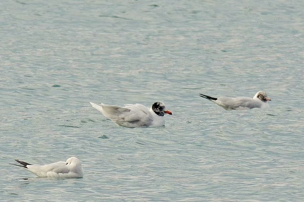 Mediterranean Gull