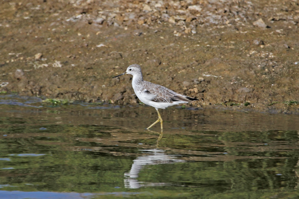 Marsh Sandpiper