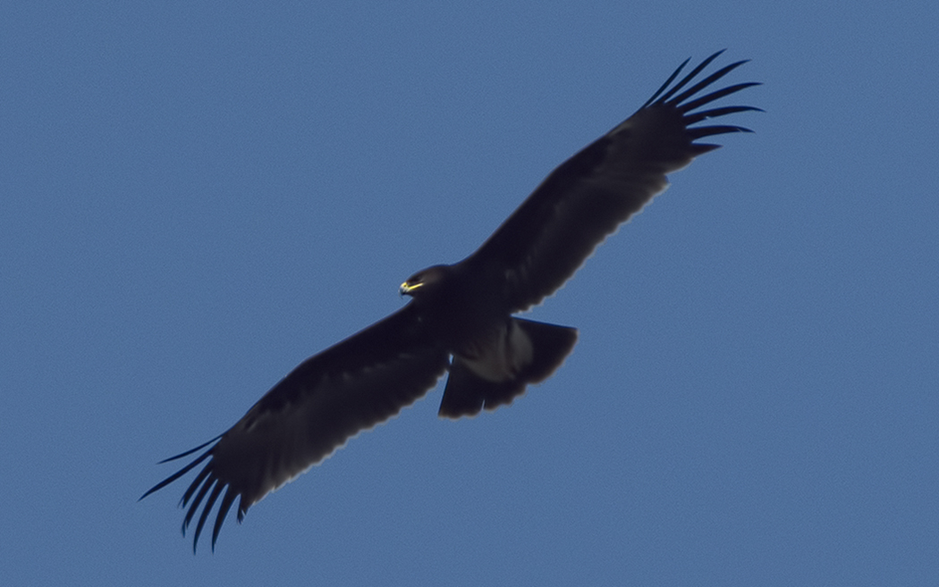 Greater Spotted Eagle
