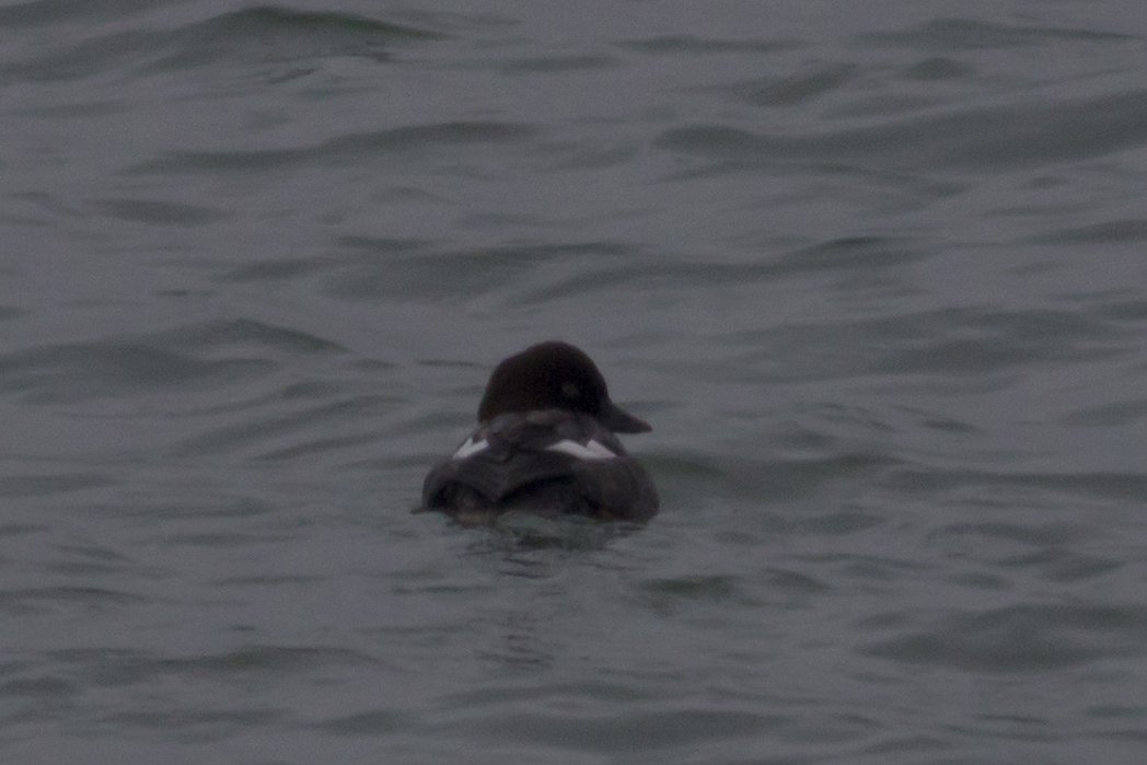 Common Goldeneye