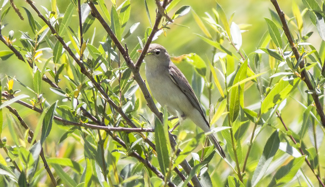 Upcher`s Warbler