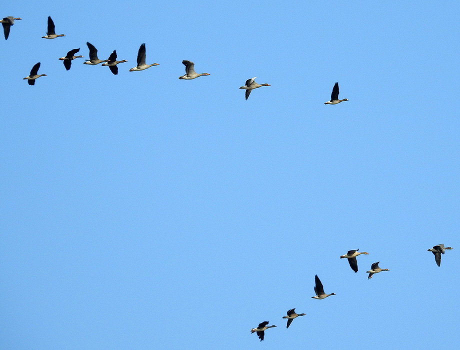 Greater White-fronted Goose
