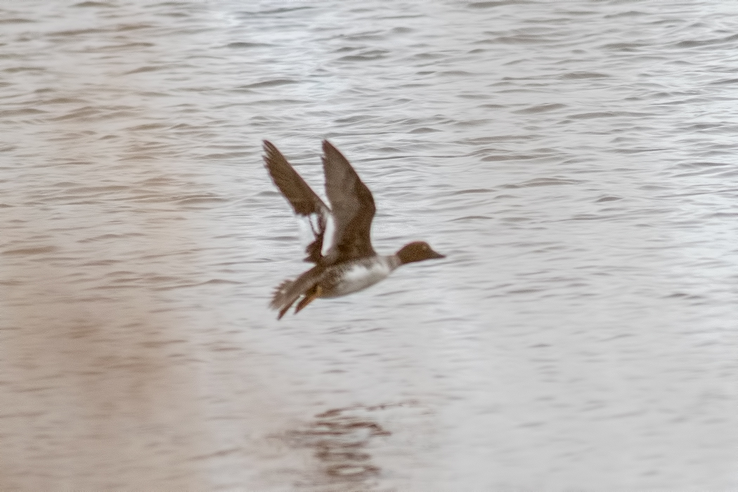 Common Goldeneye