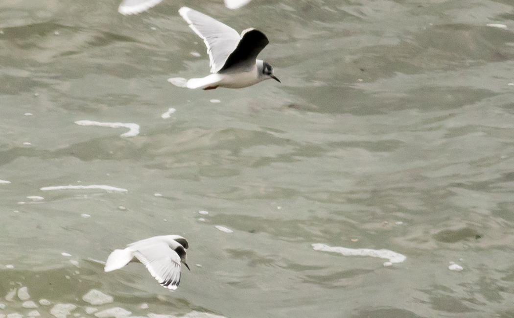 Little Gull