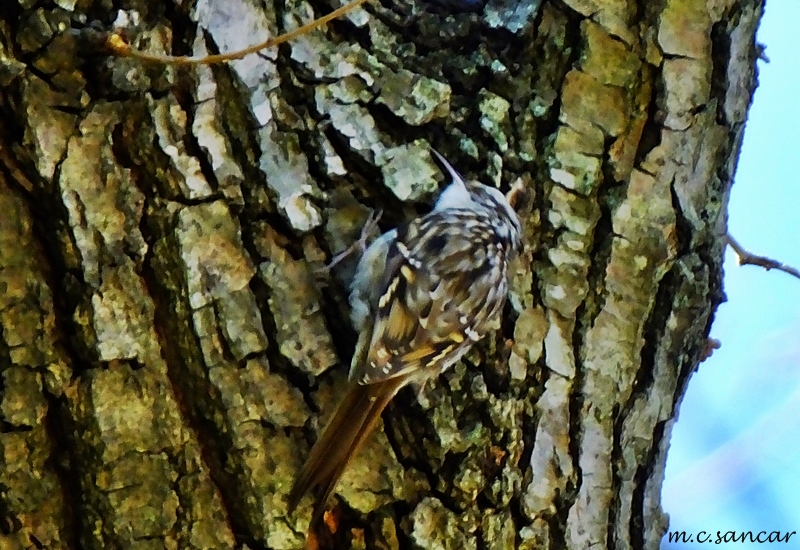 Short-toed Treecreeper