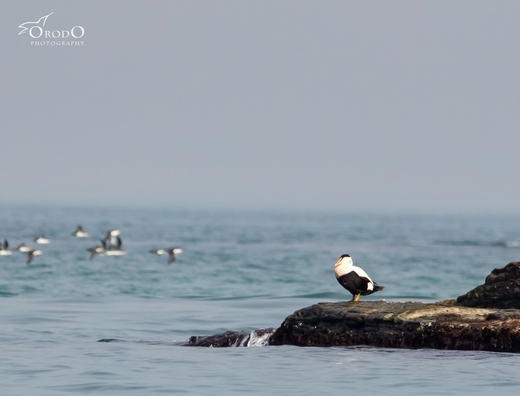 Common Eider
