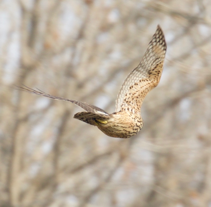 Northern Goshawk