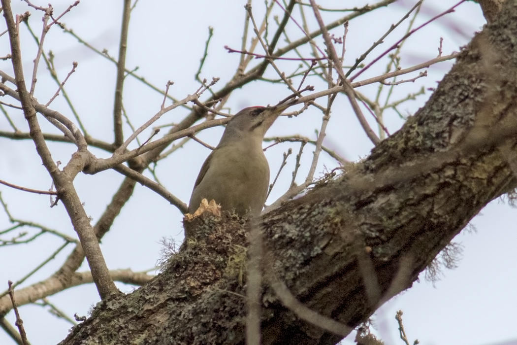 Grey-headed Woodpecker