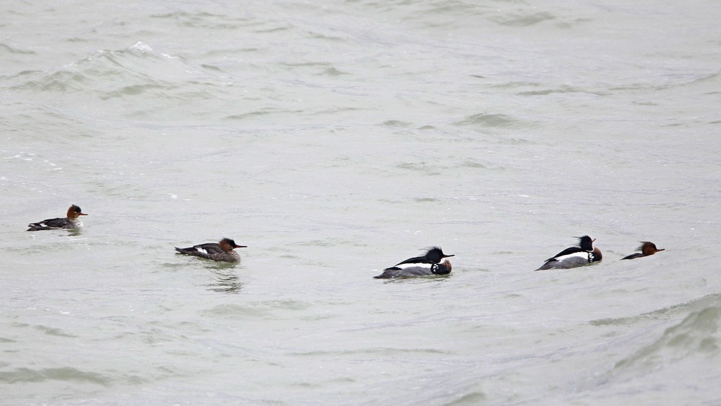 Red-breasted Merganser