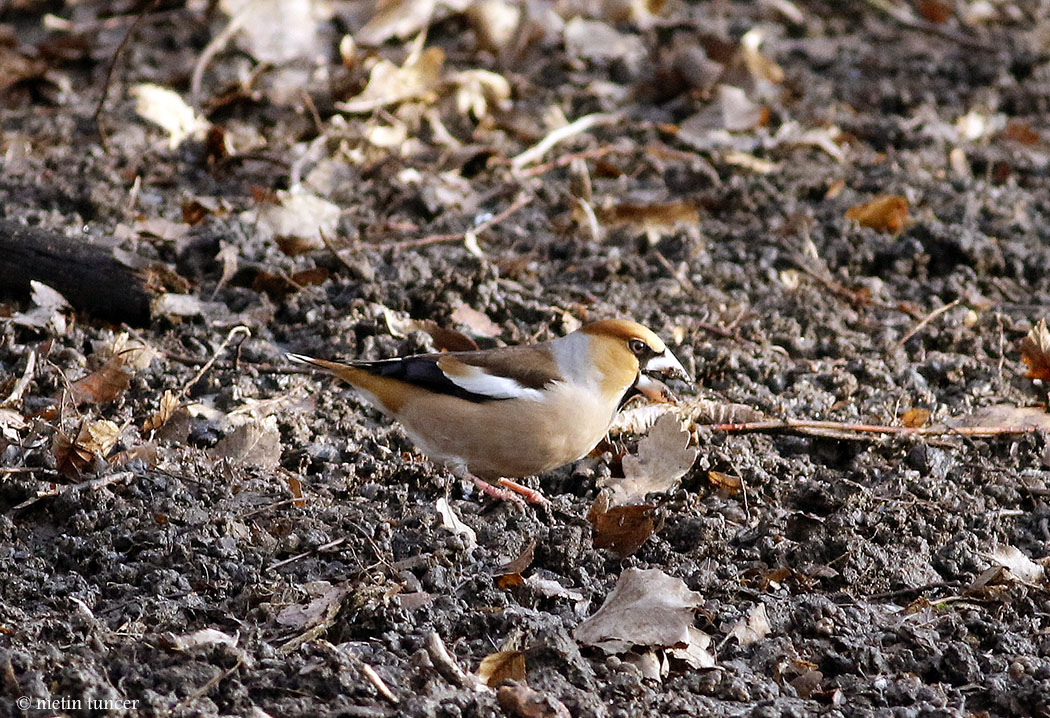 Hawfinch