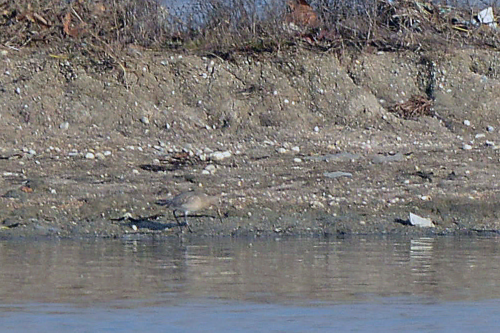 Bar-tailed Godwit