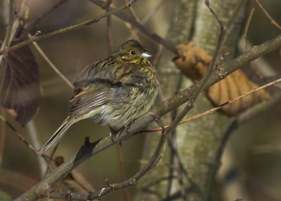 Cirl Bunting