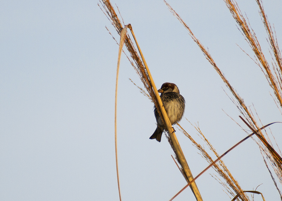 Spanish Sparrow