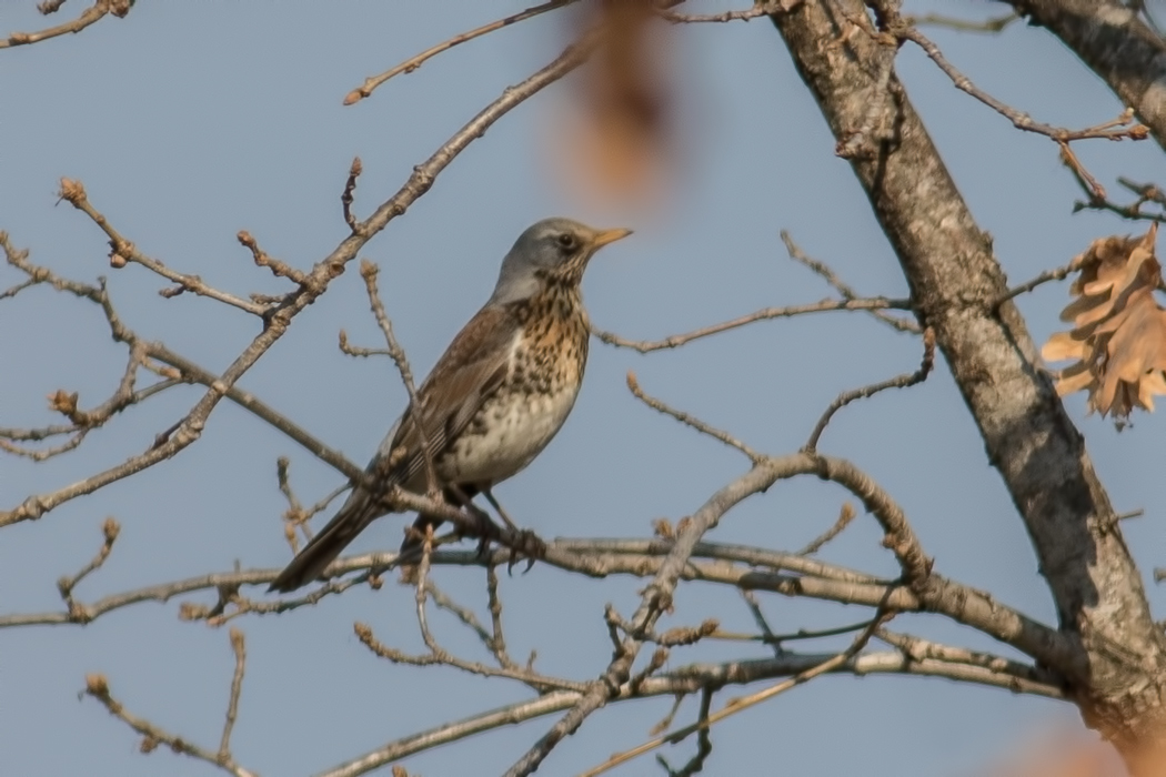 Fieldfare