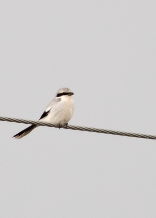 Great Grey Shrike