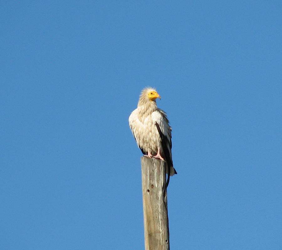 Egyptian Vulture