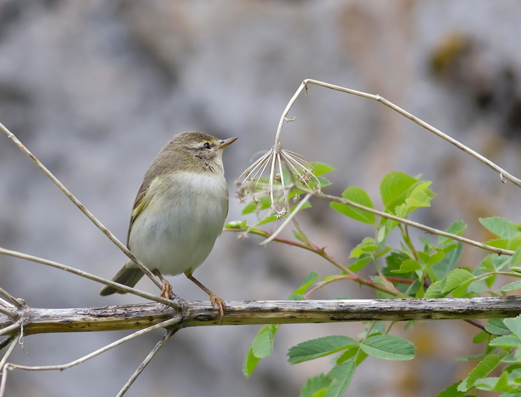 Willow Warbler